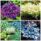 Bulbos de hosta. Tubérculos de hosta. Raíz de hosta. Planta hosta. Planta perenne resistente al frío. Fácil de cultivar. Apto para todos.-6 Bulbo-A