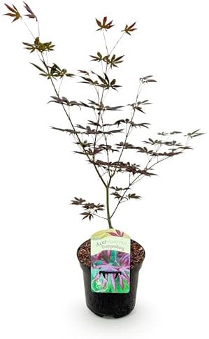 GreenboutiQ - Balkonpflanze - Japanischer Ahorn - Acer palmatum Trompenburg - Dunkel Lila - 1 Pflanze - Laubabwerfend - Topf 19cm Höhe 70cm
