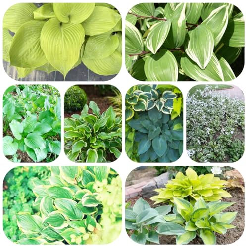 pianta di hosta resistente - semi piante d'appartamento che purificano l'aria - Piante rare - resistenti per il giardino da interno in vaso da ombra resistenti hosta balcone semi di 450pcs