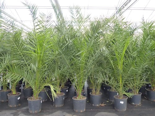 gruenwaren jakubik Palme 160-180 cm, Phoenix canariensis, kanarische Dattelpalme, kräftige Palmen Premium Qualität