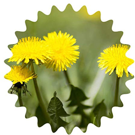 Löwenzahn / 50 Samen / Futter Schildkröte / Honig, Sirup uvm. bienenfreundlich