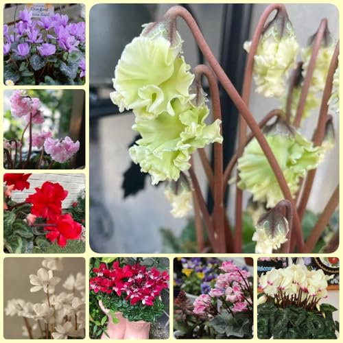 Semi di piante resistenti al ciclamino, piante invernali per esterno, Ciclamino persicum, semi di prato fiorito perenne fiori autunnali resistenti piante da balcone resistenti 200pcs
