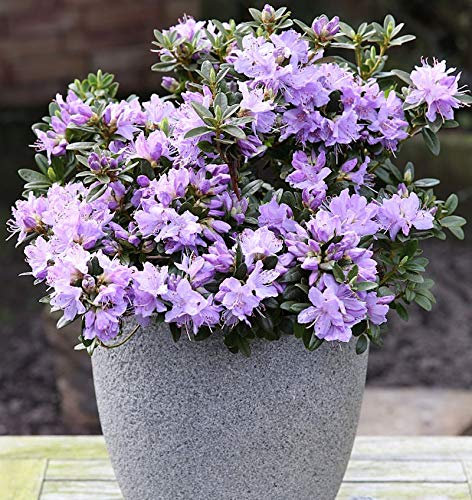 Zwerg Rhododendron Blaue Mauritius 40-50cm - Rhododendron impeditum - Zwerg Alpenrose - Gartenpflanze