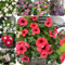 80 pcs Samen Bodendecker Winterhart Immergrün, winterharte pflanzen für garten Immergrün Samen, gartenblumen kleine geschenke blumensamen geschenk saat bonsai samen bienenwiese saatgut