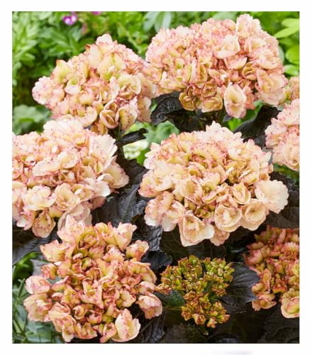 BALDUR Garten Freiland-Hortensie 'Midnight Pearl®',1 Pflanze, mehrjährig - winterhart, pflegeleicht, außergewöhnliche Blüten & Blätter, kompakter Wuchs, Blickfang für Beet & Kübel