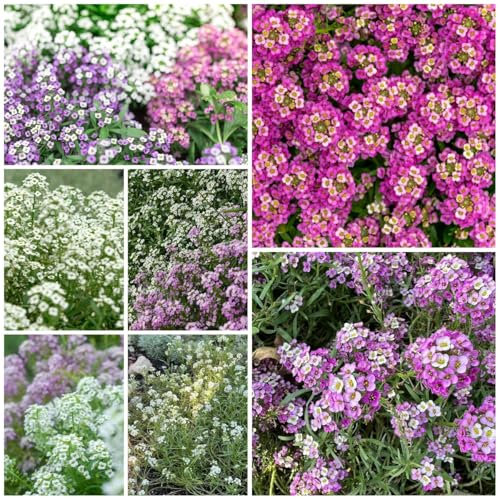 80 pcs steinkraut mehrjährig winterhart pflanzen samen - frühlingsblumen balkonblumen exotische pflanzen balkonpflanzen blumen deko pflanzen samen kräuterpflanzen garten pflanzen