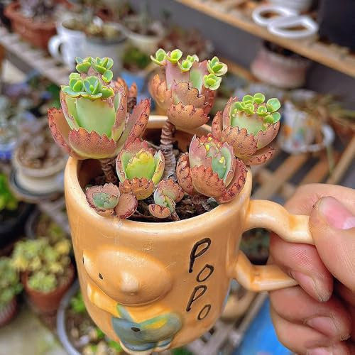 seltene sukkulenten samen - topfpflanzen draußen winterhart sukkulenten samen, garten geschenke für frauen succulent plants, balkonpflanzen winterhart kräuterpflanzen, pflanzensamen 450pcs