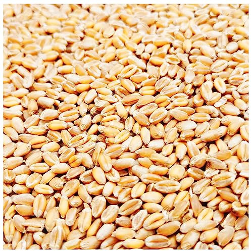 Weizen Futter 5-30 Kg Huehner Vogelfutter Getreide Fuer Hühner Sack Weizenkoerner Hühnerfutter Korn Essen Koerner Wildvögel Kaninchenfutter Ernte 2023 Petigi, Gewicht:20 kg