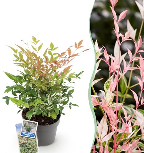 GreenboutiQ - Gartenpflanze - Nandina Twilight - Bunt & Rosa - 1 Pflanze - Immergrün - Wenig Pflege - Topf 17cm Höhe 45cm