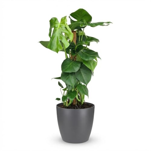 Lochpflanze - Monstera Deliciosa Moosranke - Grün - Pflegeleicht - mit Potter Grey - 80-90cm - Ø19cm - Zimmerpflanze - Immergrün