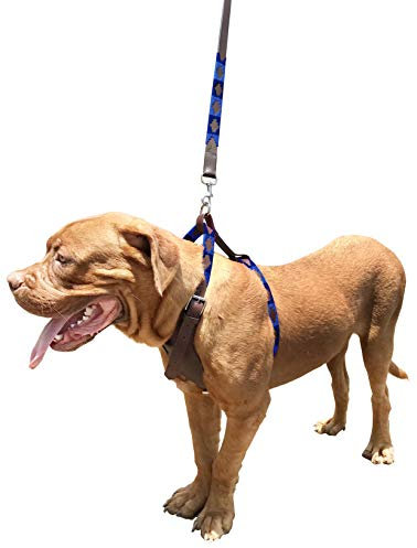 Carlos Diaz Hundegeschirr-Set aus echtem Leder, gewachst, bestickt, einfache Kontrolle, kein Ziehen, Brustgeschirr und Leine, Größe M