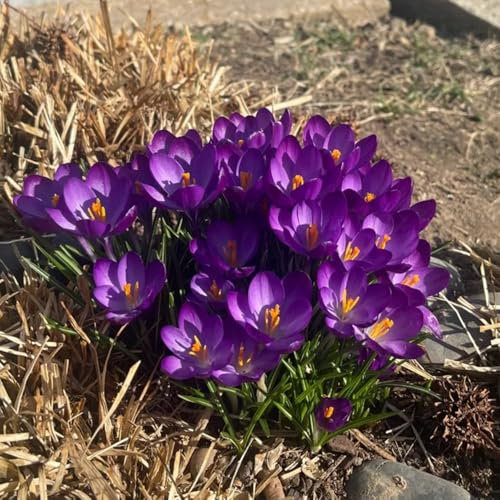 5 pcs krokusse zwiebeln winterhart mehrjährig, krokus zwiebeln, zwiebelblumen seltene pflanzen crocus zwiebeln - Crocus sativus - garten deko bonsai pflanzen deko wohnzimmer blumenzwiebeln