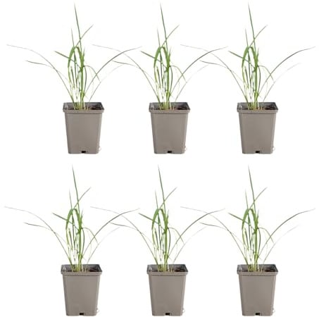 Bloomique - 6er - Set - Hemerocallis Stella De Oro - Taglilie - Gartenpflanze - Reichblühend - Winterhart - Mehrjährig - Höhe 10-20 cm - 9 - cm - Topf