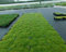 1 Sternmoos, Sagina subulata, Stern-Moos Bodendecker Polsterstaude Pflanzware #
