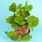 Pilea Peperomioides 20-30cm mit Topf Ufopflanze Zimmerpflanze für Büroräume
