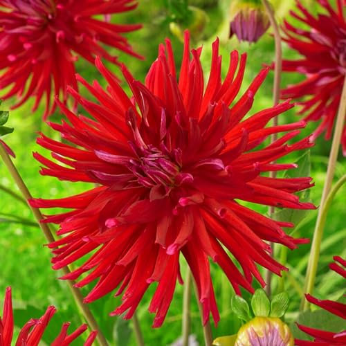 Dahlien Kaktus Rot Knollen, 5 Dahlienzwiebelsorten Mix aus Holland, echte große Dahlienpflanzen für Garten und Töpfe (keine Samen, nicht künstlich)