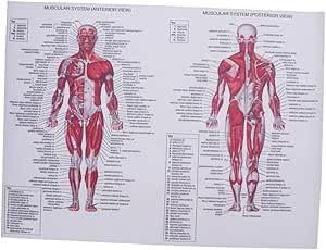 EWECVTODR Poster Muscle Human Anatomy Posters Pressed Dried Grasses Skeleton Poster Lets Resin Moulds Human Body Poster Anatomy Chart Frameless Office Frameless 40X60Cm