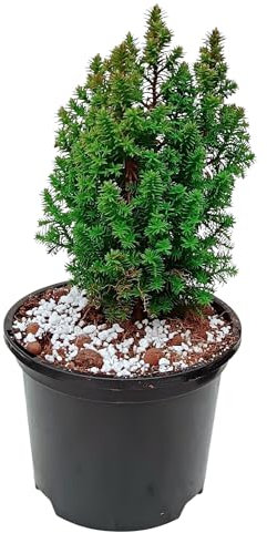 Chamaecyparis thyoides Tree – 20cm Height, 10cm Wide – Evergreen Conifer in Pot – Perfect for Indoor & Outdoor Decoration,Cypress Family,Cedar