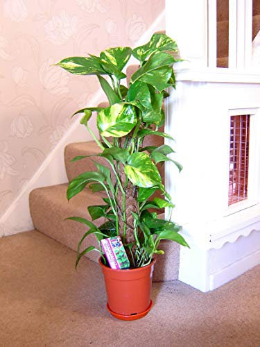 Easy Plants Large Devil's Ivy Evergreen House Plants in Pot with Moss Pole- Golden Pothos Ivy Arum Floor Plant