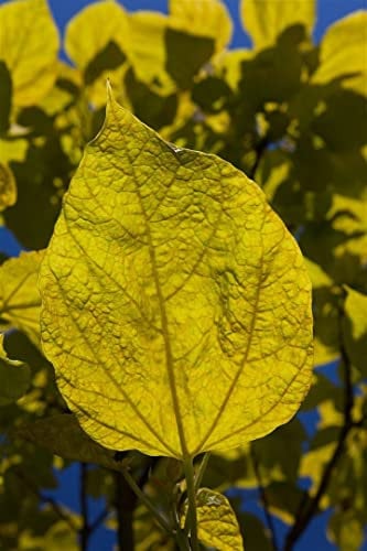 Catalpa bignonioides 'Aurea' 200-250 cm - Gold-Trompetenbaum, gelbes Laub, Blütezeit Juni-Juli, ideal als Solitärbaum, pflegeleicht und winterhart