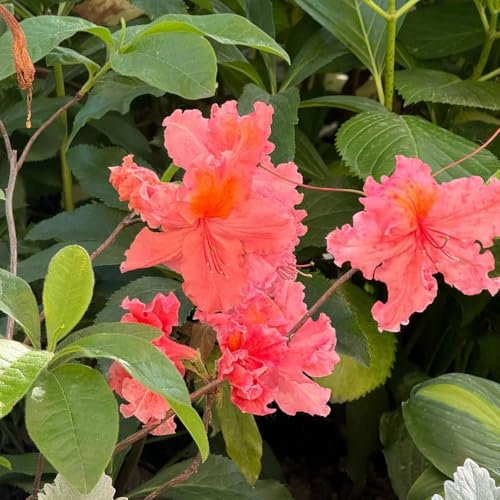 rhododendron winterhart samen - sträucher winterhart, bodendecker samen azalee winterhart winterharte stauden dauerblüher, pflanzen garten extrem winterharte kübelpflanzen, gartensamen 5pcs