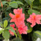 rhododendron winterhart samen - sträucher winterhart, bodendecker samen azalee winterhart winterharte stauden dauerblüher, pflanzen garten extrem winterharte kübelpflanzen, gartensamen 5pcs
