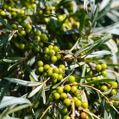 sanddorn bio obstbäume kaufen sanddorn seltene säulenobstbäume schnell wachsende sträucher topfpflanzen draußen winterhart blühend winterharte garten kübelpflanzen geschenke für 800samen