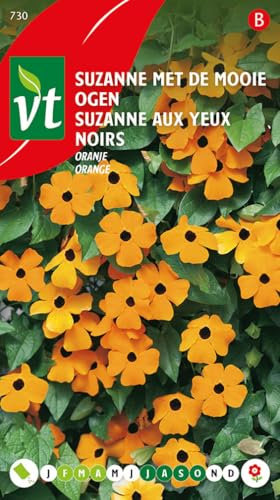 Suzanne aux yeux noirs orange Graines - Plante grimpante de croissance rapide
