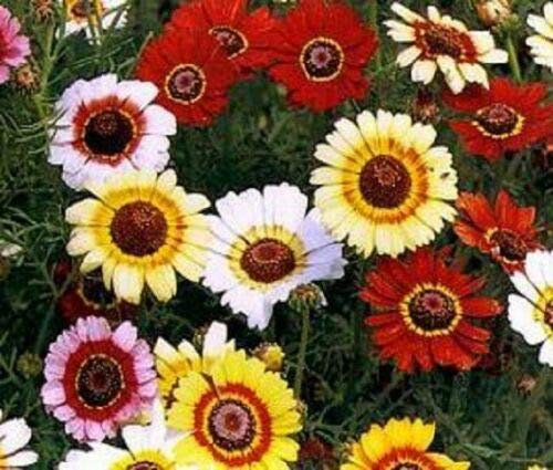 Approx 700 Seeds of Chrysanthemum Carinatum Merry Mixed
