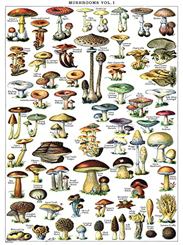 Palace Learning Vintage Pilz-Poster, Mykologie und Pilze, Botanische Identifikation, Band 1, Laminiert, 45,7 x 61 cm