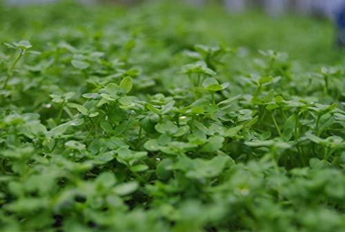 Callitriche palustris 9x9 cm Topf – Winterhart, Pflegeleicht – Sumpf-Wasserstern – Wasserpflanze für Teich & Uferzone