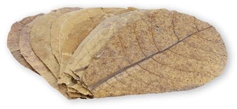 ProFlora® Seemandelbaumblätter Aquarium - Organische Catappa-Leaves als natürliche Wasseraufbereiter und wertvolle Nahrungsergänzung (XS, 12 Stück)
