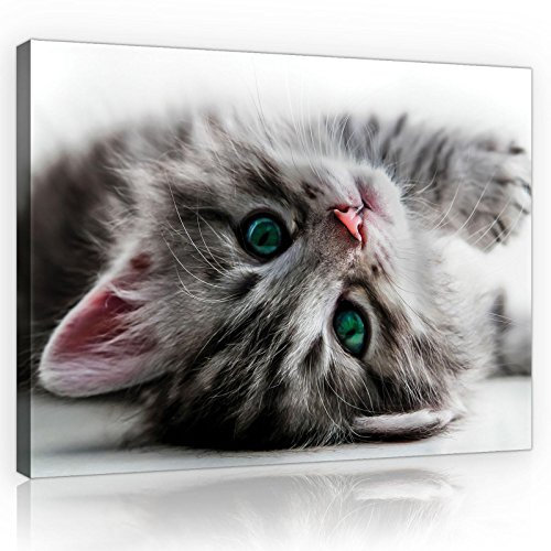 Forwall - Leinwand Bilder - Katze Tiere Mädchen Kinderzimmer - 100x75 cm Leinwandbilder - Bild auf leinwand - Wandbild XXL groß Wandbilder für Wohnzimmer Wohnzimmerbilder Modern kunstdruck