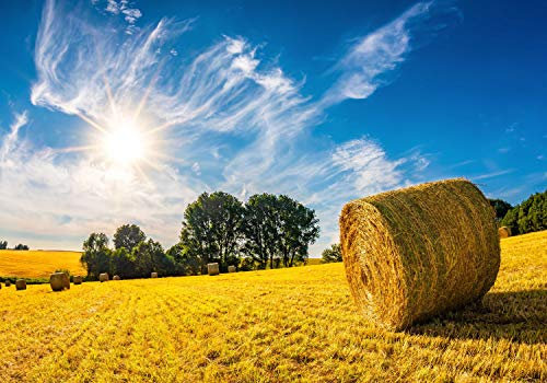 wandmotiv24 Photo murale Champ ballots de paille nature M 250 x 175 cm - 5 pièces photo, papier peint non tissé Paysage d'été M6175