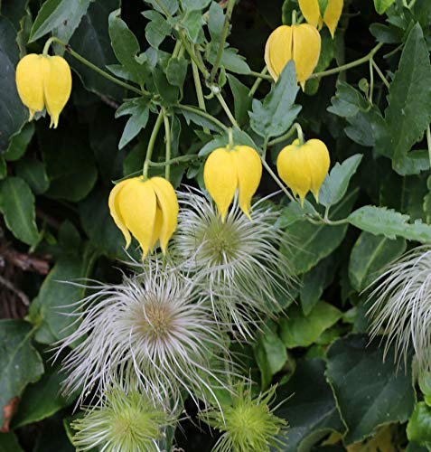 Gold Waldrebe Golden Tiara® 60-80cm - Clematis tangutica