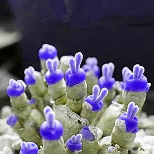 Saterkali Semi succulenti, 100 pezzi Semi di piante succulente Facile da piantare Non OGM Piccola Monilaria Obconica Semi succulenti per la casa Viola profondo