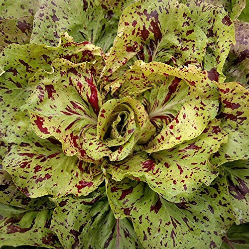 Bolly Bulbs® - Chicory 'Variegata Di Castelfranco' (500 Seeds)
