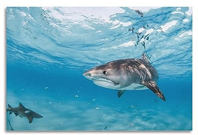 YIBIN Sea Life Poster Interessante Haie Poster, dekoratives Gemälde, Leinwand, Wandposter und Kunstdruck, modernes Familienschlafzimmer-Dekor-Poster, 20 x 30 cm