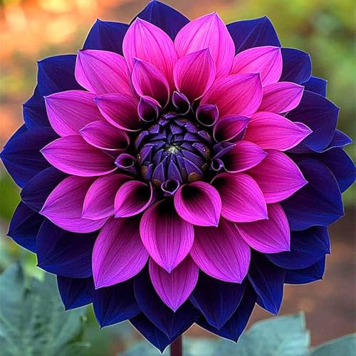 Dahlia Bulbs for Planting,Dahlia Tubers UK,Flowering Rhizome, Dahlia Bulbs Mix,Excellent Display Indoor Perennial Balcony Garden Bulbs-2bulbs-B