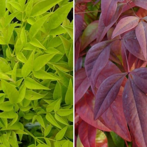 Nandina Duo – Heavenly Bamboo ‘Magical Lemon and Lime’ & ‘Blush Pink’ – Year-Round Colour – Hardy Evergreen Shrubs Ideal for Borders – 4X 9cm Potted Plants by Thompson & Morgan