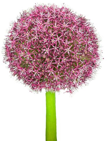 The Bulb Farmers - 48 x Zierlauch 'Red Giant' - Bordeaux - Blumenzwiebeln direkt vom Züchter - Frühjahrsblüher - Zwiebelgröße 14/+ (die optimale Größe für den Garten)