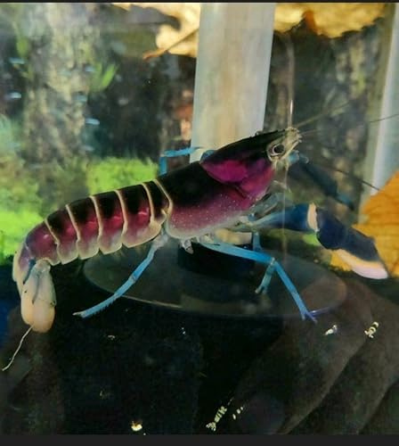 Garnelenglück - Cherax Pulcher - 1 Stück (3-6 cm)