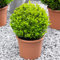 Buxus Ball 20cm Durchmesser Gemeine Buchsbaum Garten-Topiary Echter Immergrüner Strauch