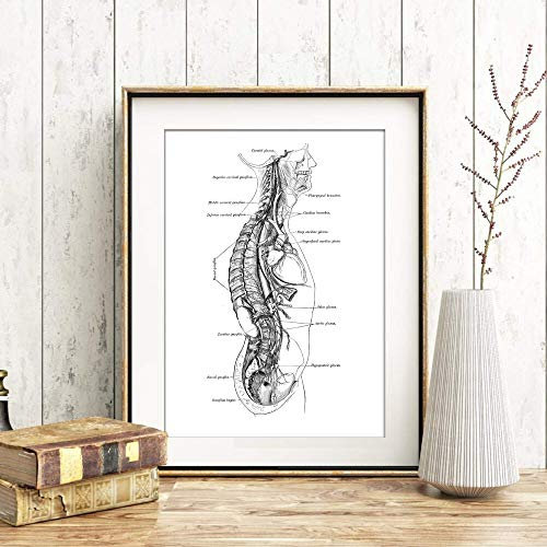 Din A4 Kunstdruck ungerahmt Anatomie Oberkörper Mensch Nerven Neurologie Medizin Arzt Druck Poster Bild