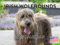 Irish Wolfhound Kalender 2024