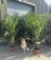 Direct Plants 2X Extra Large 6ft Matching Phoenix Date Palm Trees