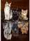 MEIYUDA Diamond Painting Katzen Tiger Reflexionen, 5D Diamond Painting Erwachsene Kinder, DIY Set Erwachsene Diamant Painting Bilder, DIY Handwerk Malerei Kits für Home Wand Décor 30x40cm