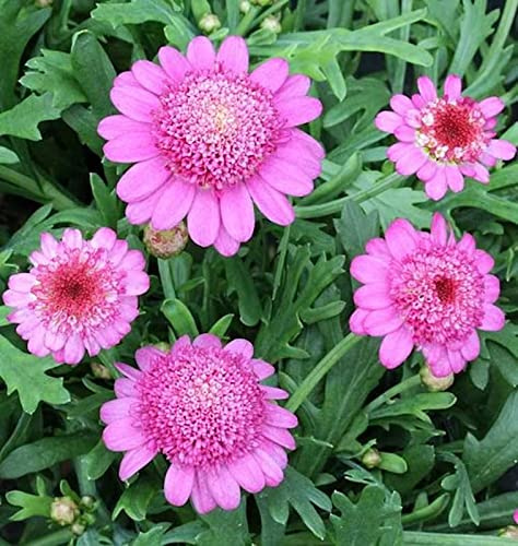Tauben Skabiose Pink Mist - Scabiosa columbaria - lebende Gartenpflanze aus den Baumschulen