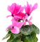 100 semi di ciclamino, rosa