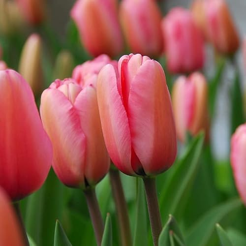 Tulpe Pink Impression | 10 Stück | Blumenzwiebel | Schnittblume | Rosa | 100% Blütegarantie | QFB Gardening | Darwin Hybrid | Tulpenzwiebeln